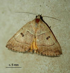 Plecopterodes moderata