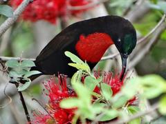 Chalcomitra senegalensis gutturalis
