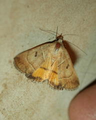 Plecopterodes moderata