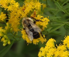 Bombus impatiens