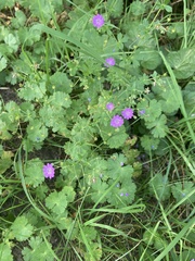 Geranium pyrenaicum