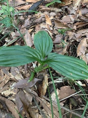 Liparis sootenzanensis