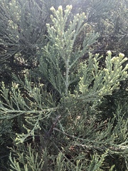 Cupressaceae