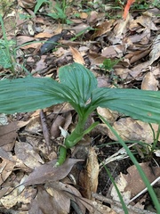 Liparis sootenzanensis