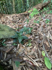 Goodyera daibuzanensis
