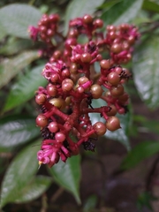 Parathesis donnell-smithii