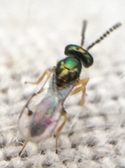 Gastrancistrus