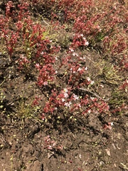 Sedum smallii