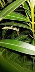 Iris oratoria