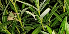 Iris oratoria