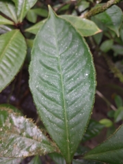 Parathesis donnell-smithii