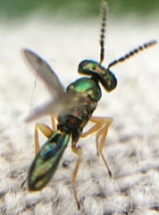 Gastrancistrus