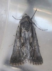 Sympistis mackiei