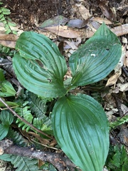 Liparis sootenzanensis