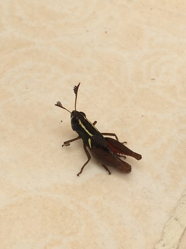 Taramassus zavattarii