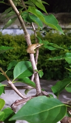 Polypedates maculatus