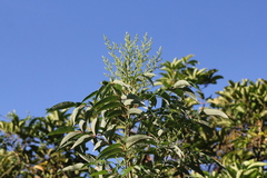 Rhus hypoleuca