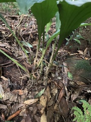 Acanthophippium striatum