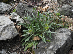 Erysimum rhaeticum