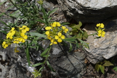 Erysimum rhaeticum