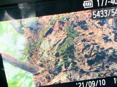 Gastrochilus formosanus