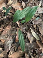 Tainia dunnii