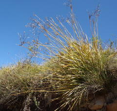 Bobartia paniculata