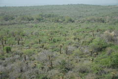 Aloe marlothii marlothii