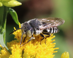 Coelioxys rufitarsis