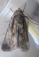 Sympistis mackiei