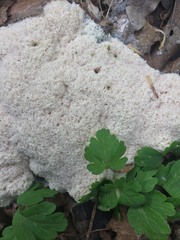Fuligo septica septica