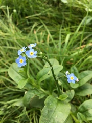 Myosotis