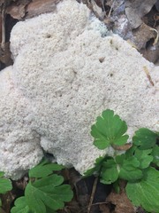 Fuligo septica septica