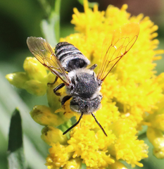 Coelioxys rufitarsis