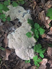 Fuligo septica septica