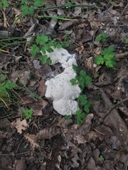 Fuligo septica septica