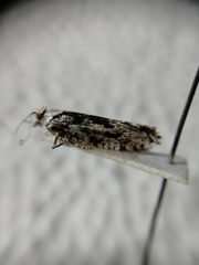 Ypsolopha vittella