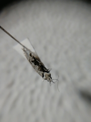 Ypsolopha vittella