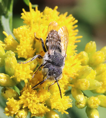 Coelioxys rufitarsis