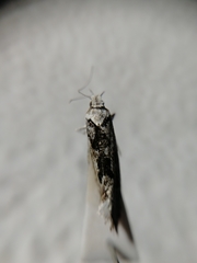 Ypsolopha vittella