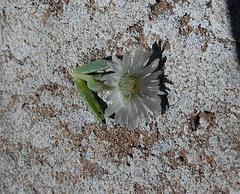 Delosperma litorale