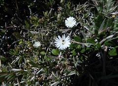 Delosperma litorale