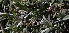 Delosperma litorale