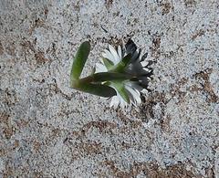 Delosperma litorale