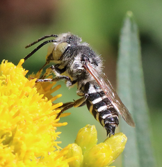 Coelioxys rufitarsis