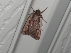 Tesagrotis corrodera