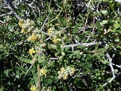 Tetragonia decumbens