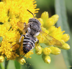 Coelioxys rufitarsis