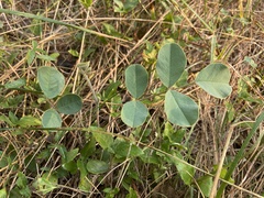 Tephrosia potosina