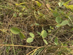 Tephrosia potosina